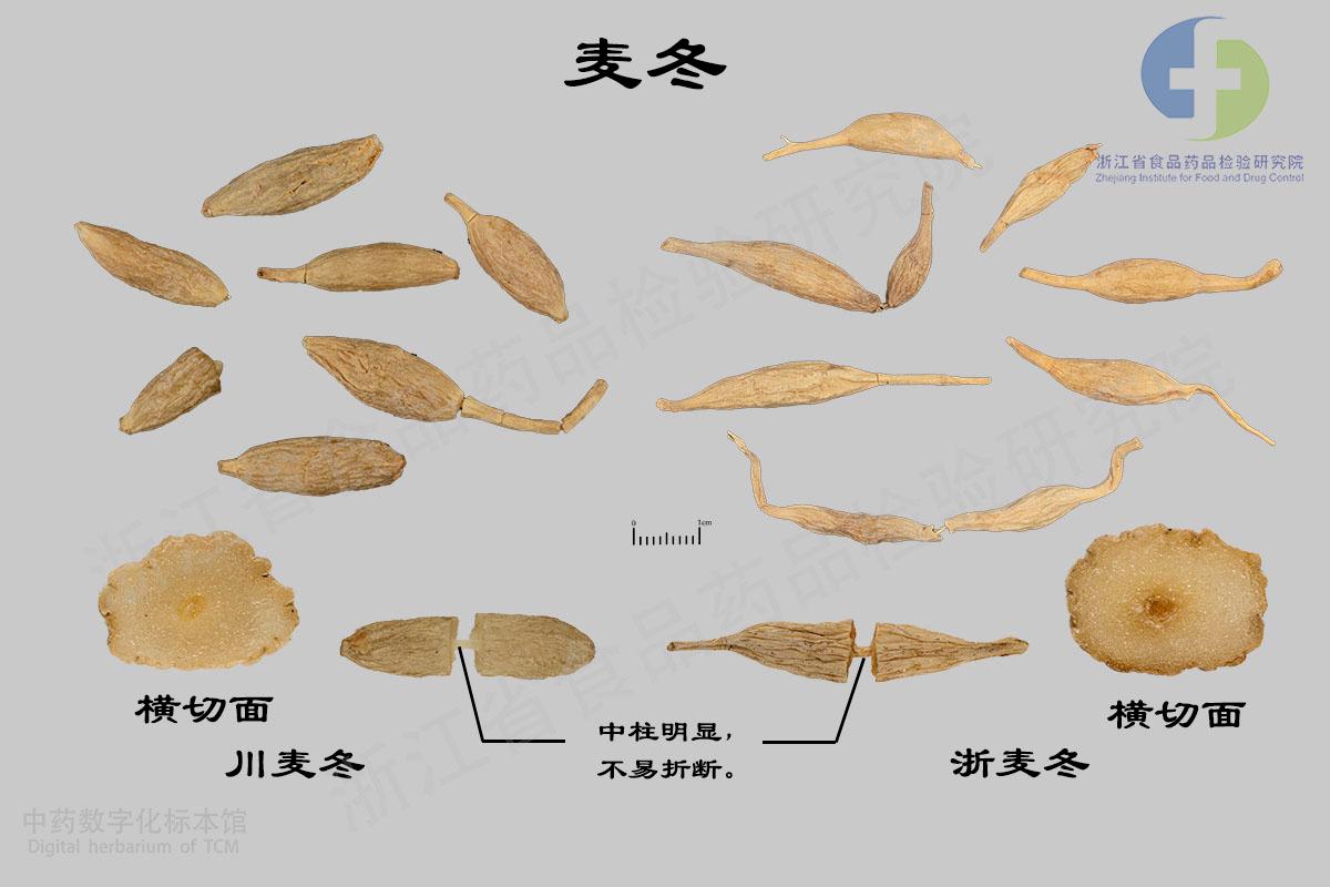 麦冬 标本影像